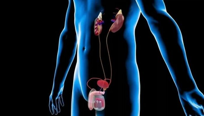 Männliches Urogenitalsystem mit anatomischer Lokalisation der Prostata